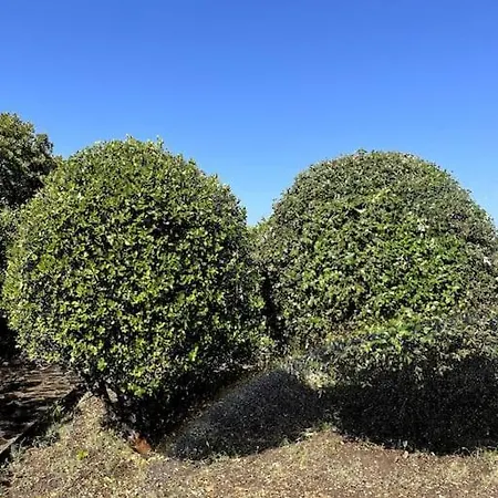 Villa Vista Mare A Bosa Magomadas